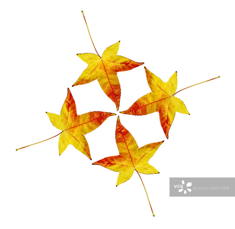 秋天的落叶图片素材