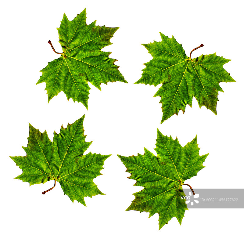 叶子图片素材