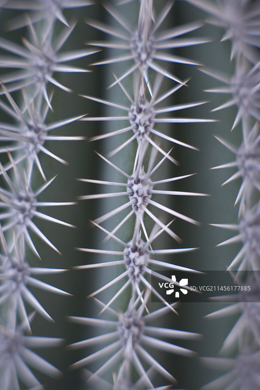 仙人掌刺图片素材