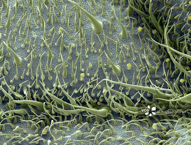 番茄叶表面扫描电镜图图片素材