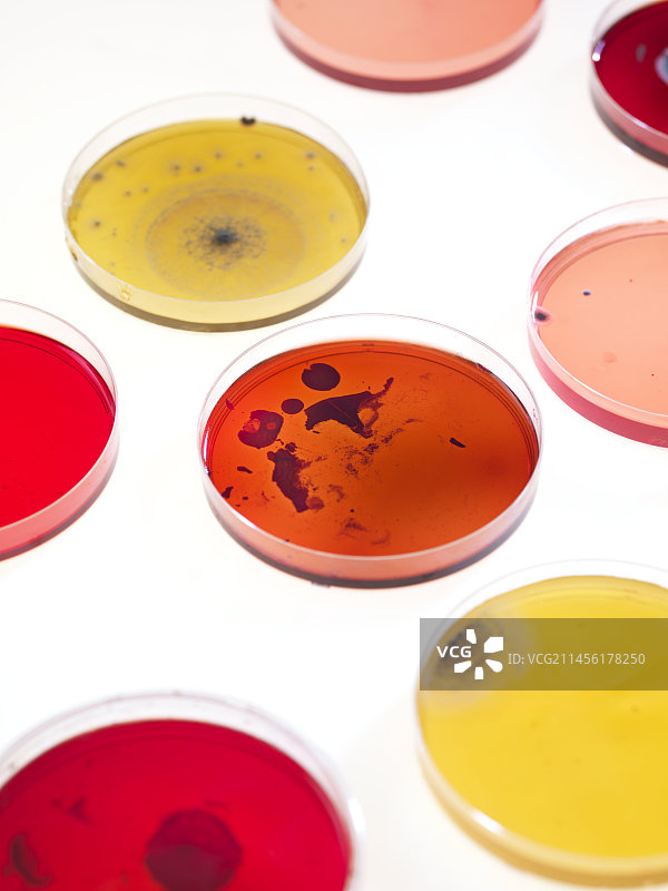 细菌研究图片素材