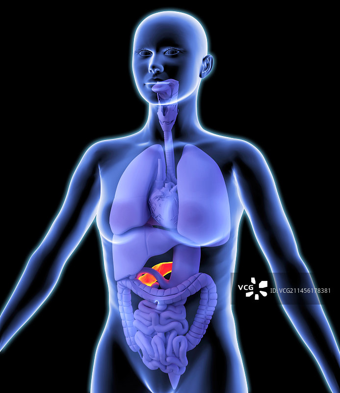 胰腺医学插图图片素材