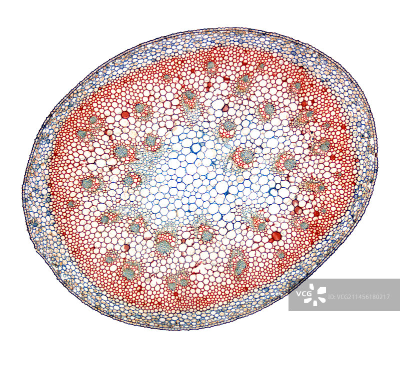 百合茎显微照片图片素材