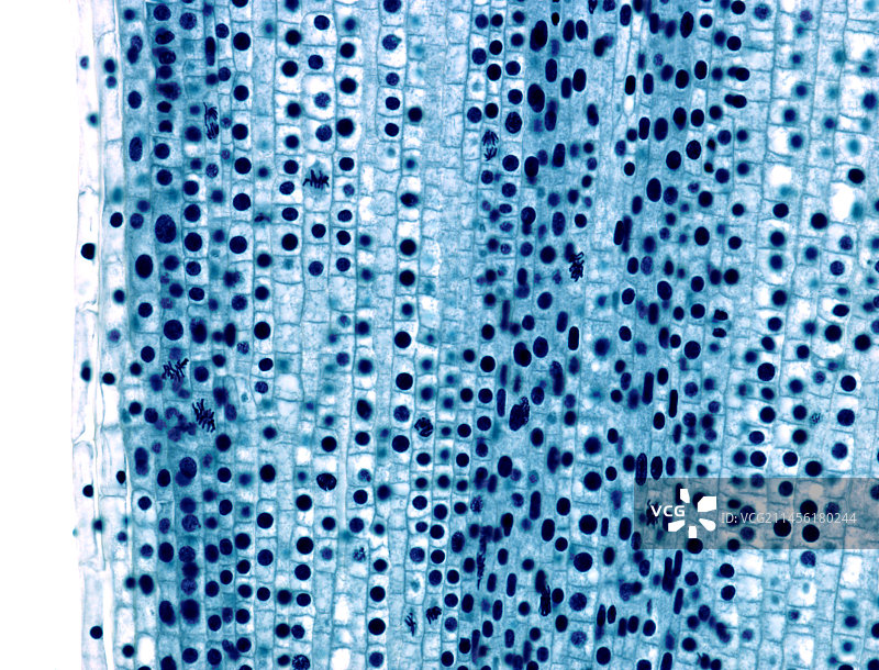 有丝分裂，光学显微照片。图片素材