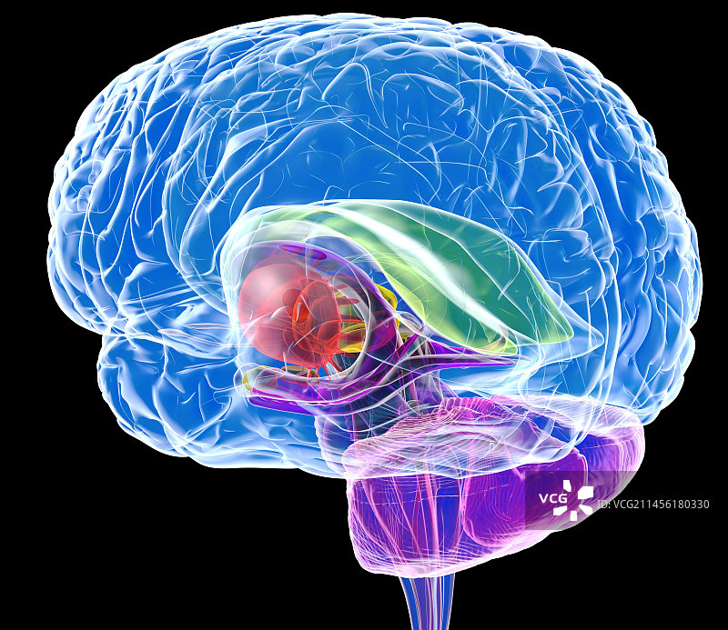 大脑解剖结构艺术作品图片素材