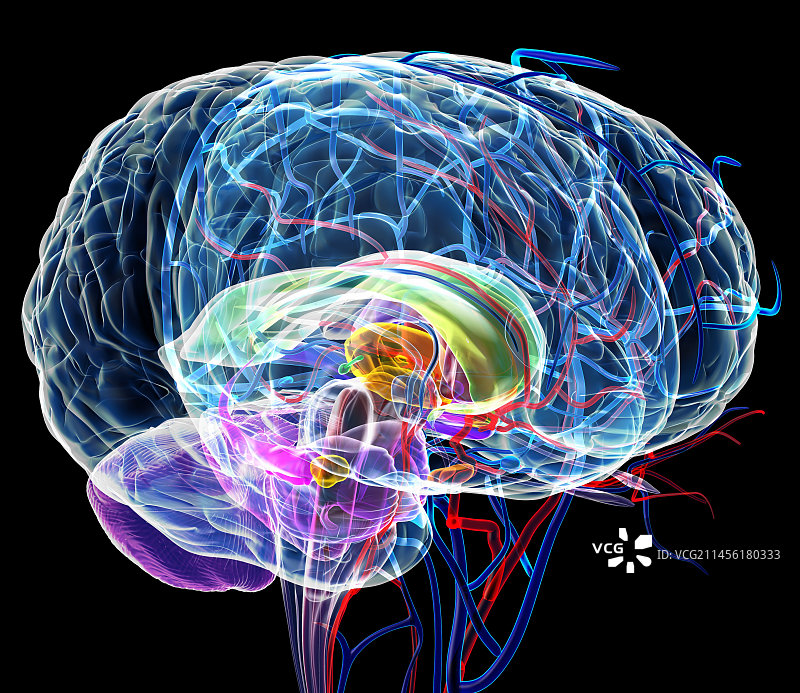 大脑解剖结构艺术作品图片素材