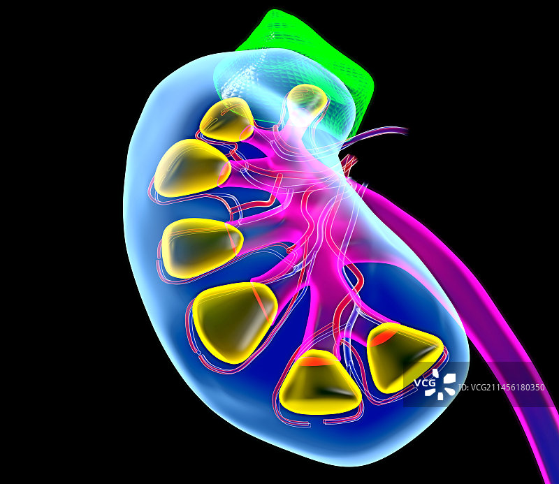 人体肾脏图图片素材