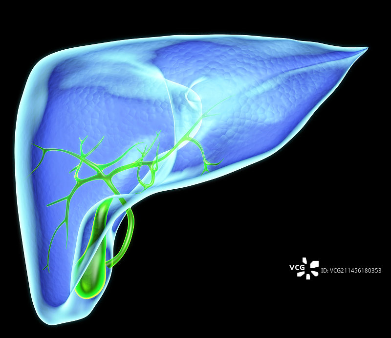 人体肝脏艺术作品图片素材