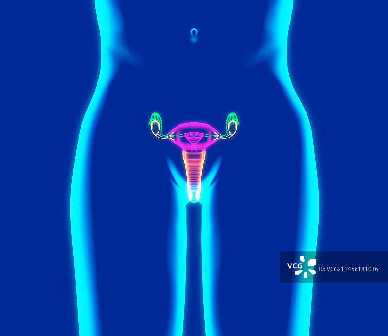 女性生殖系统，艺术作品图片素材