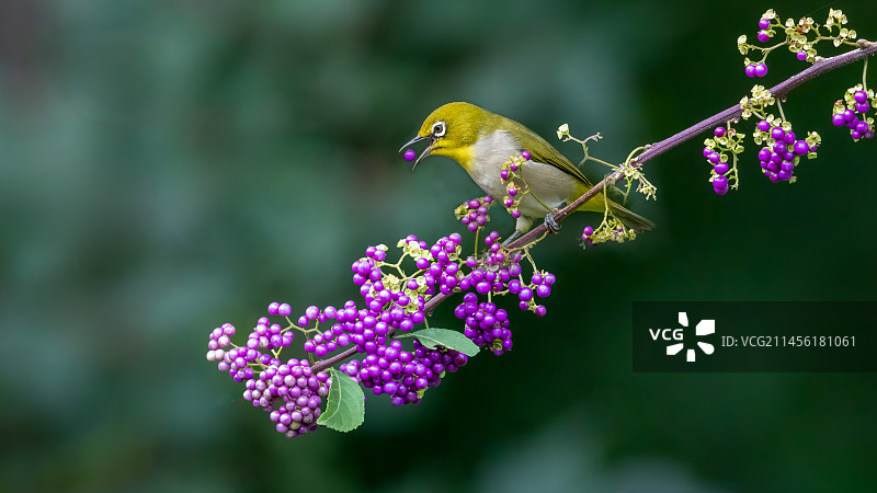 秋天紫珠与绿背绣眼图片素材