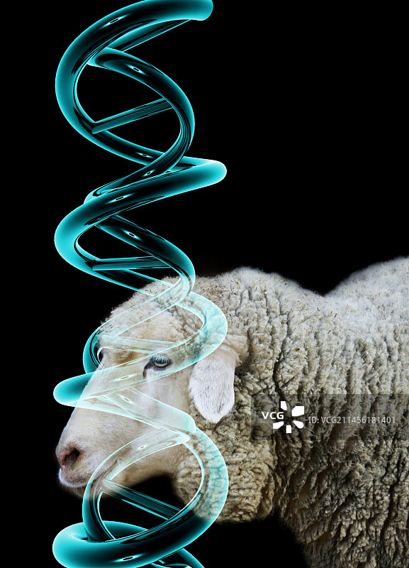 克隆羊概念图图片素材