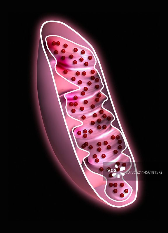 线粒体，艺术作品图片素材