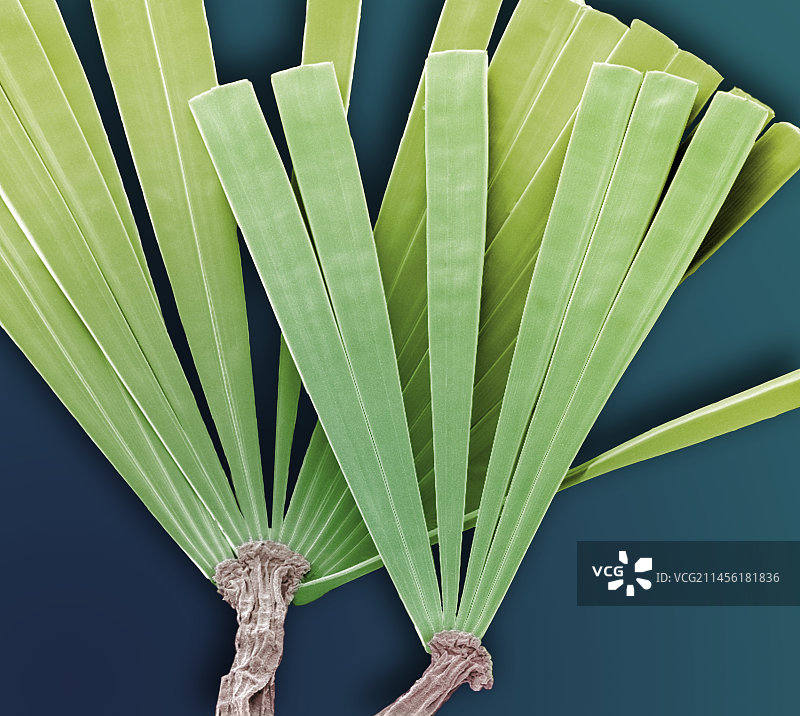 Licmorpha淡水硅藻，SEM图片素材