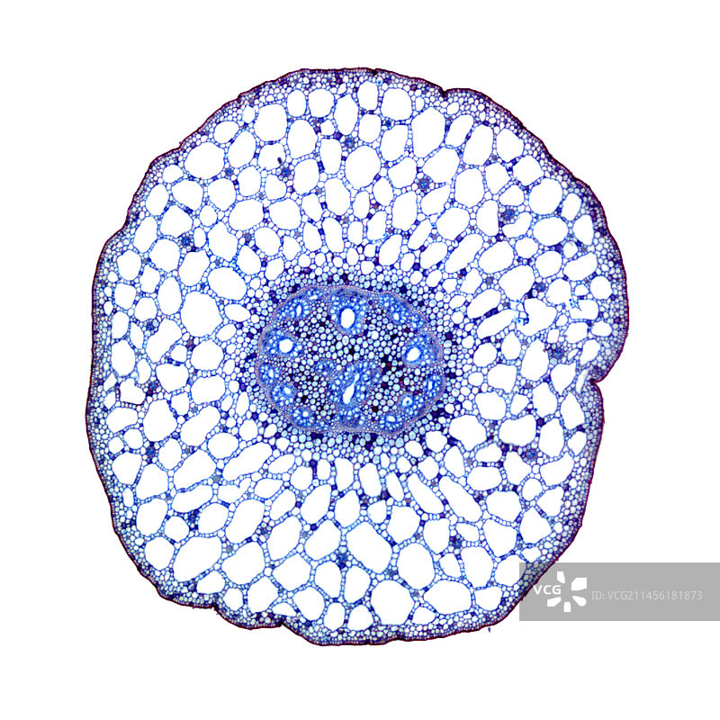 水草茎，光学显微照片图片素材