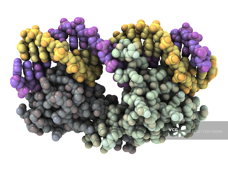 λ阻遏蛋白-操纵基因复合体图片素材
