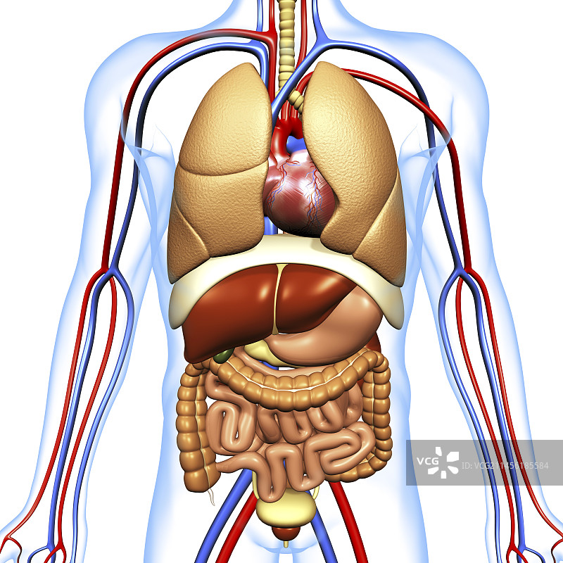 人体解剖、艺术品图片素材