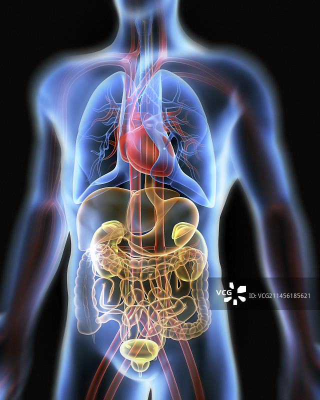 人体解剖、艺术品图片素材