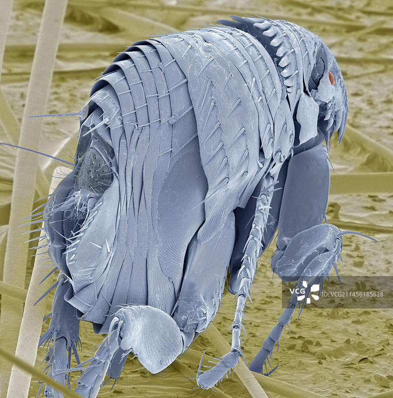 猫跳蚤，扫描电镜图片素材