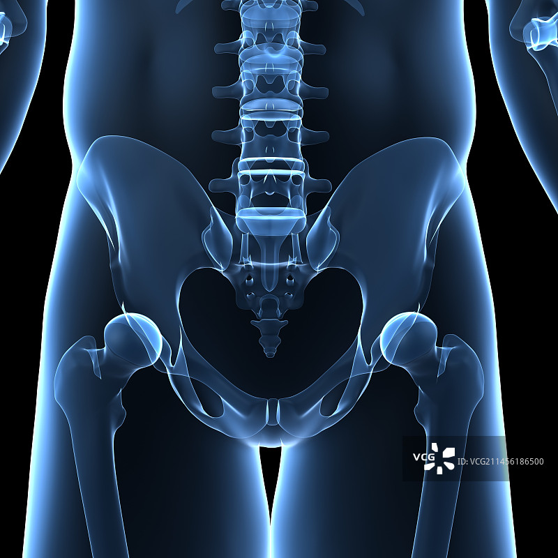 骨盆骨骼艺术图图片素材