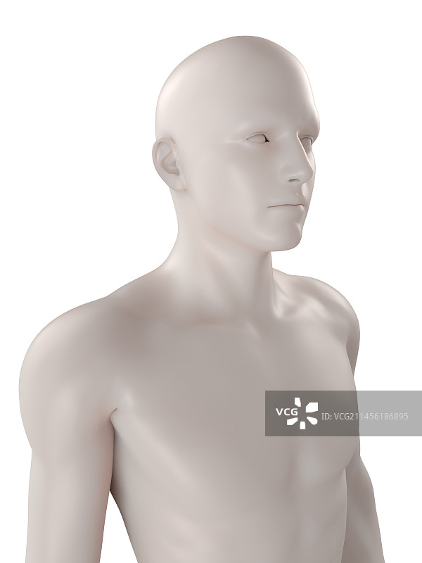 男性解剖、艺术品图片素材