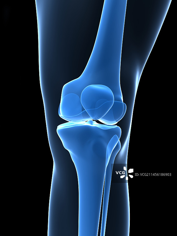膝盖骨骼艺术图图片素材