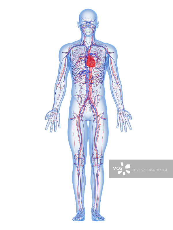心血管系统、艺术品图片素材