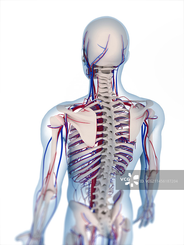 人体解剖、艺术品图片素材