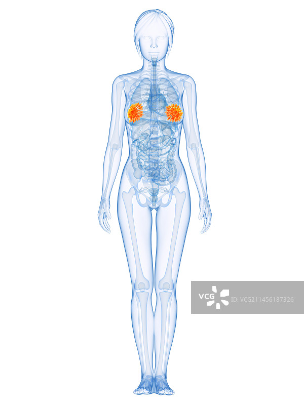 健康的乳房（艺术作品）图片素材
