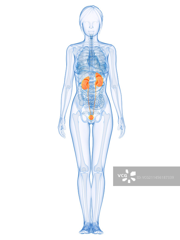 健康的泌尿系统（医学插图）图片素材
