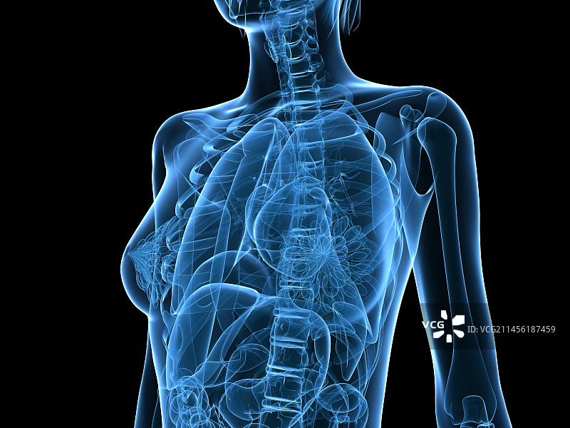 女性解剖、艺术图片素材