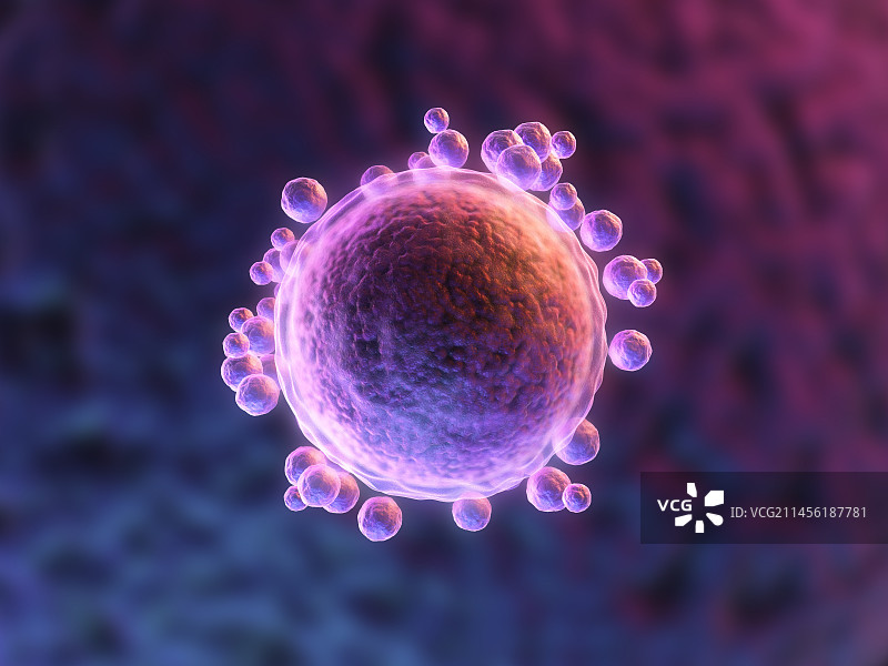 人类卵细胞图图片素材