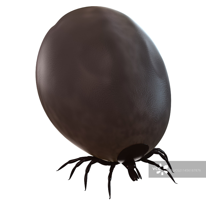 吸饱血的蜱虫，艺术作品图片素材