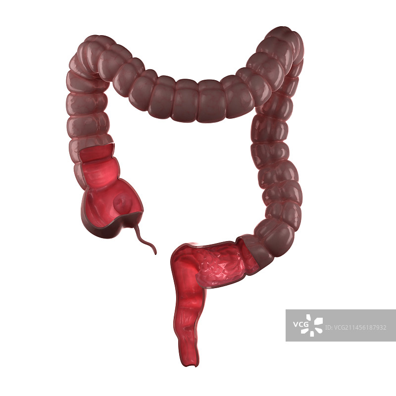 健康的大肠，艺术作品图片素材