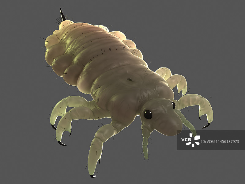 头虱艺术图图片素材