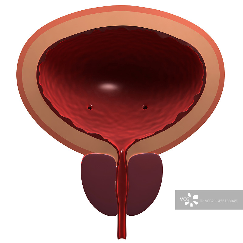 健康的膀胱和前列腺图片素材