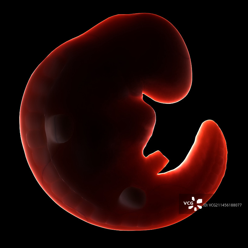 三周大的胚胎艺术作品图片素材