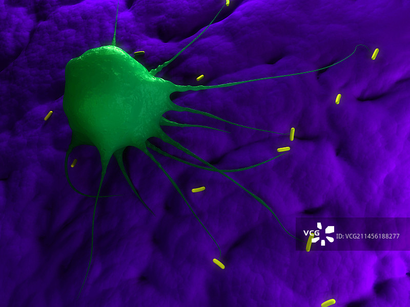 巨噬细胞攻击细菌艺术图图片素材