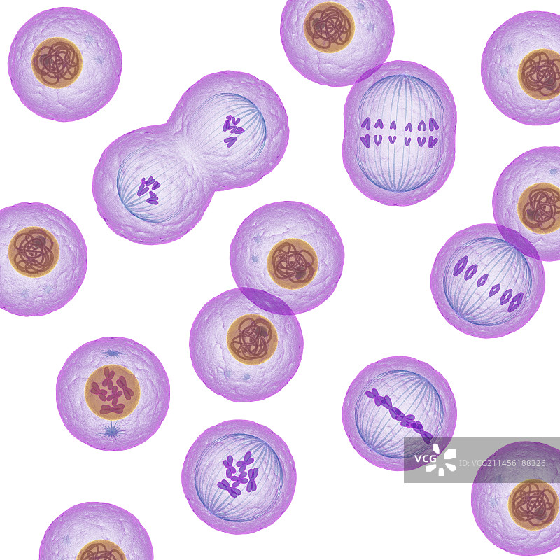 有丝分裂艺术作品图片素材