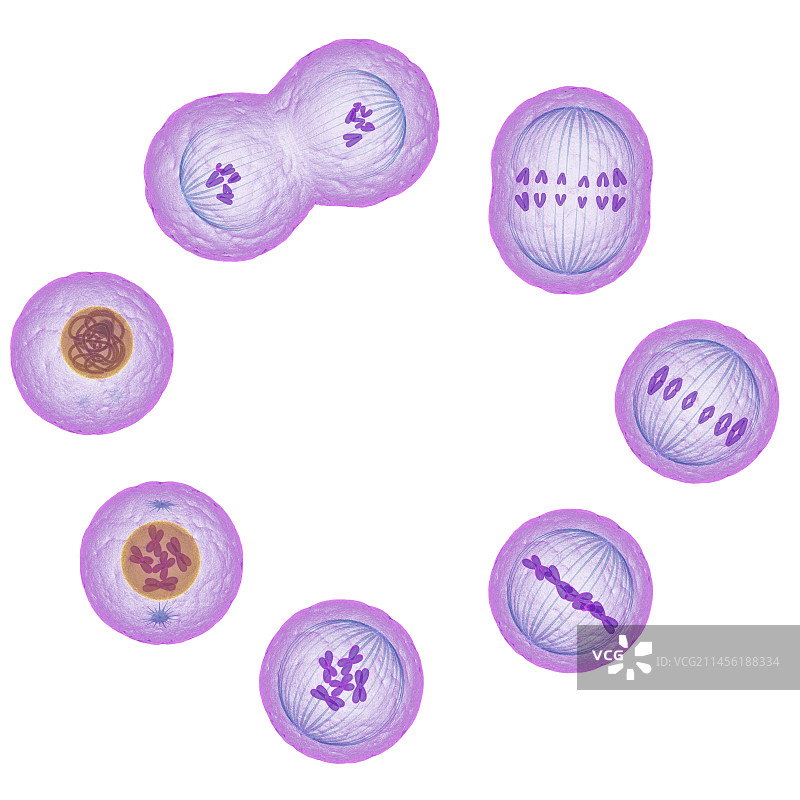 有丝分裂艺术作品图片素材