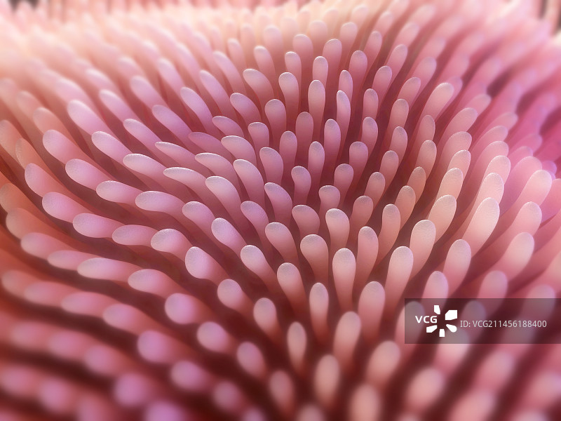 肠绒毛插图图片素材