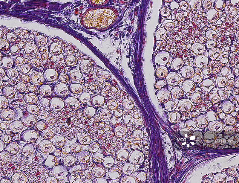 神经纤维，光学显微照片图片素材