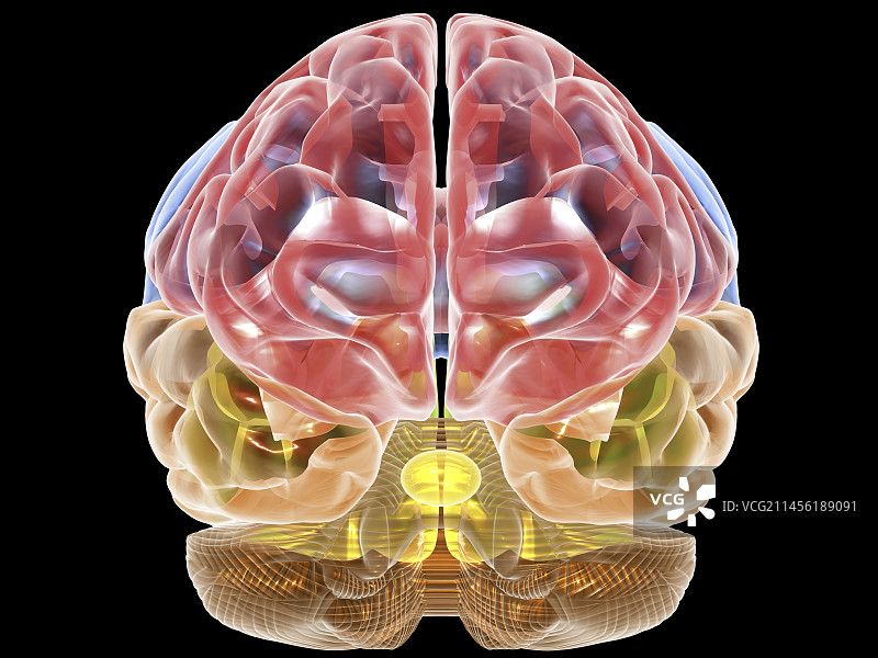 人脑解剖学，艺术作品图片素材