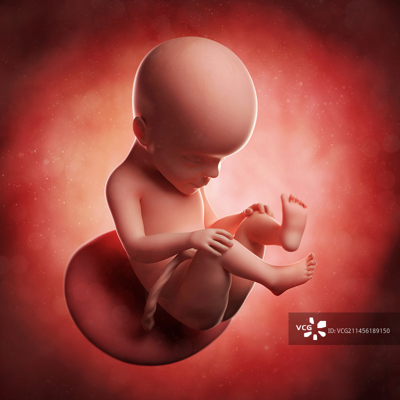 27周的胎儿（艺术作品）图片素材