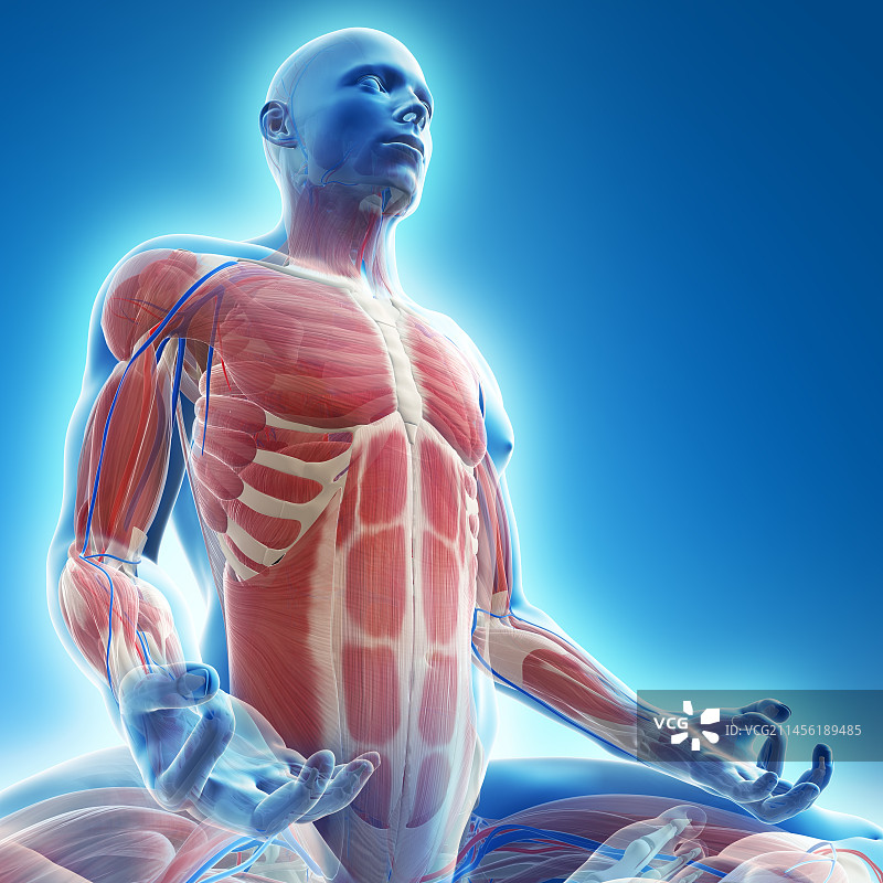 男性肌肉，艺术品图片素材