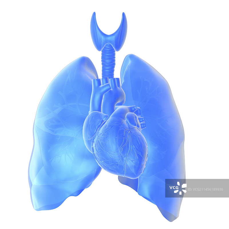 心脏和肺图片素材