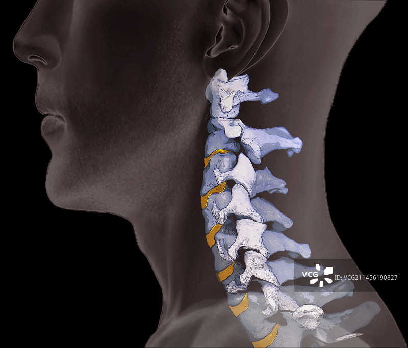正常颈椎骨，3D CT扫描图片素材