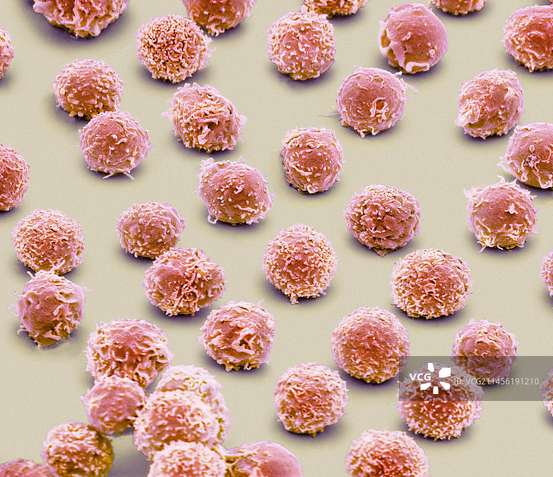 白细胞扫描电镜图图片素材