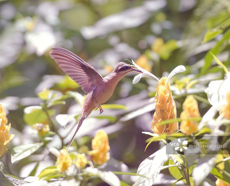 蜂鸟觅食图片素材