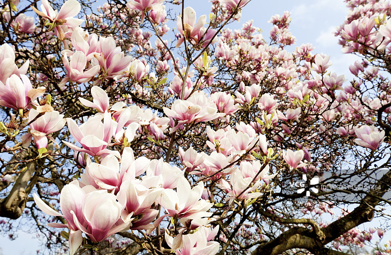 开花的树图片素材