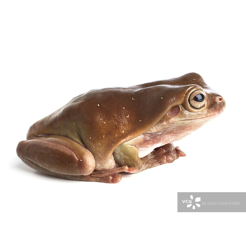 白氏树蛙图片素材